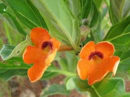 Image result for Pterodiscus aurantiacus