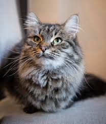 I'm pretty sure its a cat that has tufted ears. Siberian Cat Breed Guide History Diet Grooming More Scrumbles