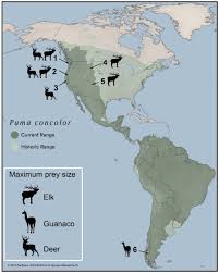 Image result for Colorado Red 2001 Puma