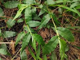 Image result for Oplismenus hirtellus