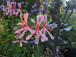 Image result for Pelargonium apetalum