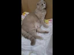 Scottish Fold British Shorthair Kedi Dogum Youtube