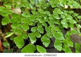 Image result for Adiantaceae