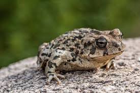 Generally, small toad species feed on all kinds of insects, worms, spiders and snails, while others can eat fish. What Do Toads Eat Joy Of Animals