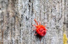 Image result for red mite