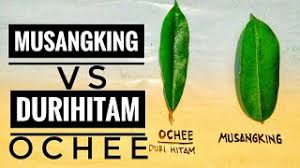 Ia lagi panen durian jenis musang king. Ciri Ciri Durian Musangking Vs Ochee Duri Hitam Blacktorn Mengenali Jenis Durian Youtube