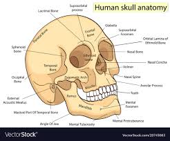 medical education chart of biology human skull