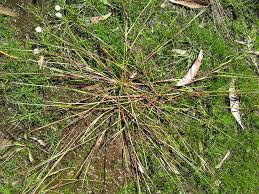 Image result for Panicum pseudoracemosum
