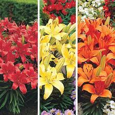 Border yellows frames borders free borders shipping sisal carpet cotton border magnet borders metal bar border borders lamps pvc borders christmas holiday border border led lighting border quilting designs border fabric screen for lenovo vibe x3 metal stamper. Burning Bright Lily Collection Direct Gardening