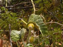 Image result for Ipomoea verbascoidea