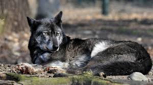 Wolf wallpapers tiene el objetivo de presentar especialmente los fondos de pantalla de wolf. Fondos De Pantalla Lobo Negro Depredador Descanso Estancia 3840x2160 Uhd 4k Imagen