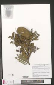 Image result for Scorodophloeus