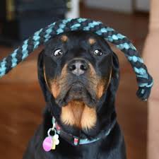 San diego rottweiler rescue, inc. Rottweiler Rescue Of Los Angeles Inc Home Facebook