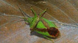 It resembles a dragonfly and is often mistaken for one. Common Uk Insect Identification Woodland Trust