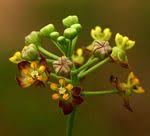Image result for Pentarrhinum abyssinicum