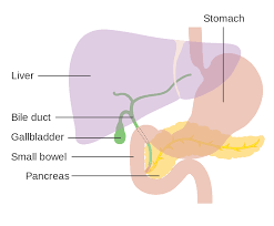 To rid toxins from the blood, to control blood sugar and produce bile for digestion purposes. File Diagram Showing The Position Of The Liver And The Gallbladder Cruk 351 Svg Wikimedia Commons