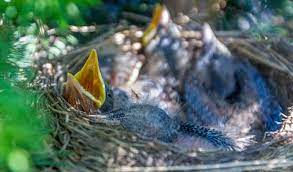 How To Care For A Baby Blue Jay Birding Deport
