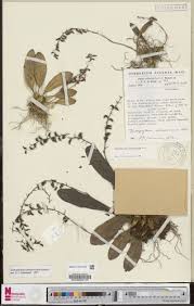 Image result for Bulbophyllum schimperianum