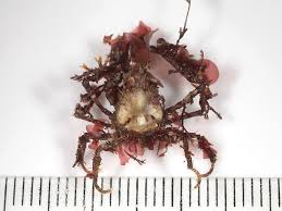 Image result for Craspedorhachis