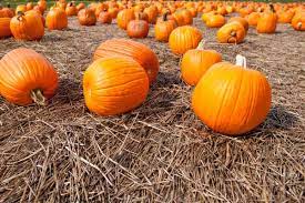 How To Grow Pumpkins In Texas