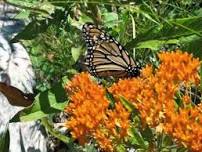 Hessel Farmers Market Plant Sale