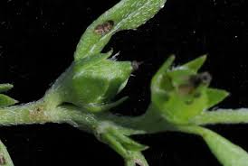 Image result for Euploca katangensis