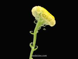 Image result for Oldfieldia