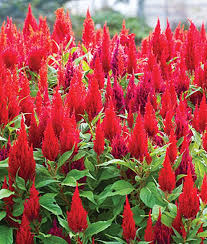 How To Grow Crazy Colorful Celosia Flowers Gardener S Path Fall Garden Planting Flower Seeds Celosia Flower