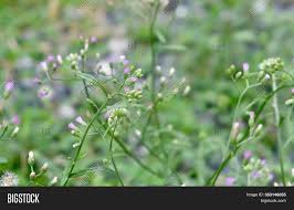 Green plant with tiny purple flowers. Tiny Purple Flowers On Image Photo Free Trial Bigstock
