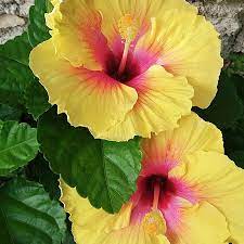 Pin En Flores