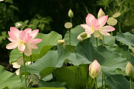 Flowers and meanings have been the subject of conversation for as long as humankind has taken the time to behold the beauty enfolded in. Lotus Flowers History Meaning Properties Growth Care