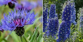 C'est une vieille histoire entre les fleurs bleues et moi.c'est un de mes livres initiatiques à l'écriture mais.je l'avais prêté et jamais revu.je suis ravie de le retrouver dans une édition ancienne (1965).le duc d'auge va encore m'emmener dans ses délires pour longtemps. 30 Fleurs Bleues La Liste Complete Des Plus Belles