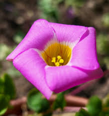 Image result for Oxalis depressa