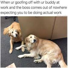 Funny Animal Pics And Quotes About Work Oh Hecc Rarepuppers Funny Dog Memes Funny Animals Funny Dogtrainingobedienceschool Com