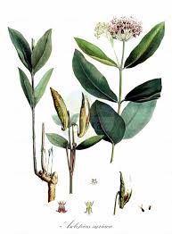Image result for Asclepias adscendens
