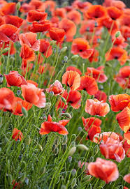 Probably because of its pale pink color in combination with the small pompoms. Page 2 Royalty Free Poppy Photos Free Download Pxfuel
