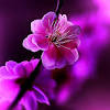 These 125 flower iphone wallpapers are free to download for your iphone 11. Https Encrypted Tbn0 Gstatic Com Images Q Tbn And9gcsknkjwfu9ttcqo Xmbovfc1hziazbrgb4fxuy1vsc Usqp Cau