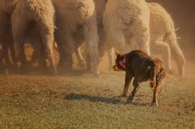 Kelpie Dog Breed Information Pawshake Blog