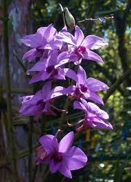 Dendrobiums Plant Talk