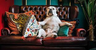 Hop on over to create your perfect sofa or bed today. 7mind Runter Von Der Couch Mach Schluss Mit Sonntags Blues