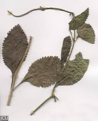 Image result for Stachytarpheta cayennensis