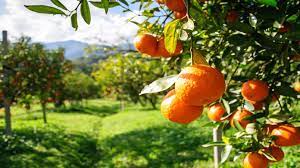 Valemariegrace is waiting for your help. How To Start An Orchard Truic