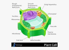 Maybe you would like to learn more about one of these? Plant Cell Png Transparent Png Kindpng