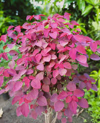 Image result for Euphorbia cotinifolia