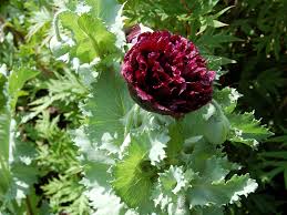 Image result for Papaver somniferum Black