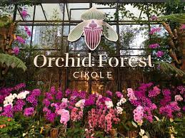 Harga tiket taman safari prigen beragam karena tim pengelola menyediakan beberapa jenis tiket yang berbeda untuk menjadi pilihan para pengunjung ketika hendak masuk ke lokasi tempat konservasi tersebut. Tiket Masuk Orchid Forest Cikole 2021 Penginapan Dan Alamat