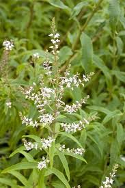 There is a lot about the use of lemon verbena to treat digestive complaints but i wounder why its very potent effect at curing head aches when used in a. Aloysia Triphylla The Gardener The Gardener