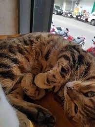 Browse pet sitter jobs and apply online. Pet Sitter In Vorderer Westen Kassel Dog Sitting Kassel Petbacker Hessen