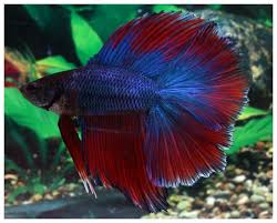Dt251 Male Transformer By Thanont Betta Fish Pet Auction