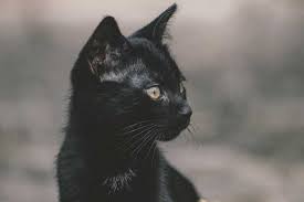 I was especially fond of animals, and indulged by my parents with a great variety of pets. 36 Best Black Cat Quotes Perfect For Feline Friends By Kidadl